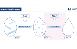 infographic of yeast