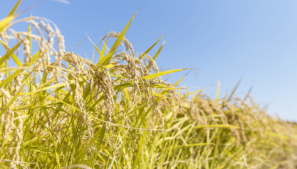 Sake rice SAKETIMES Your Sake Source