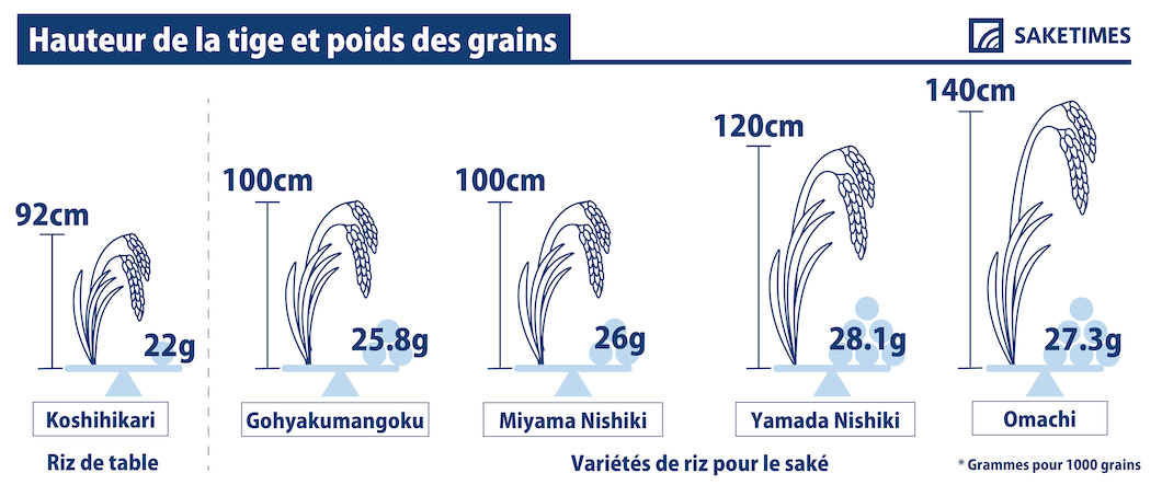 Stalk Height & Grain Weight of sakamai, sake rice