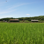 The Changing Face of Sake Rice Farming