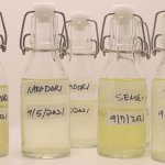 What’s Better Than Drinking Sake? Making It! — My Homebrewing Adventure with MiCURA